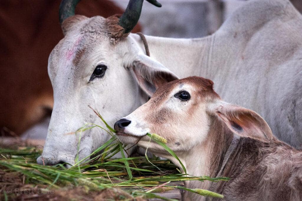 Daily fodder , water , care and protection