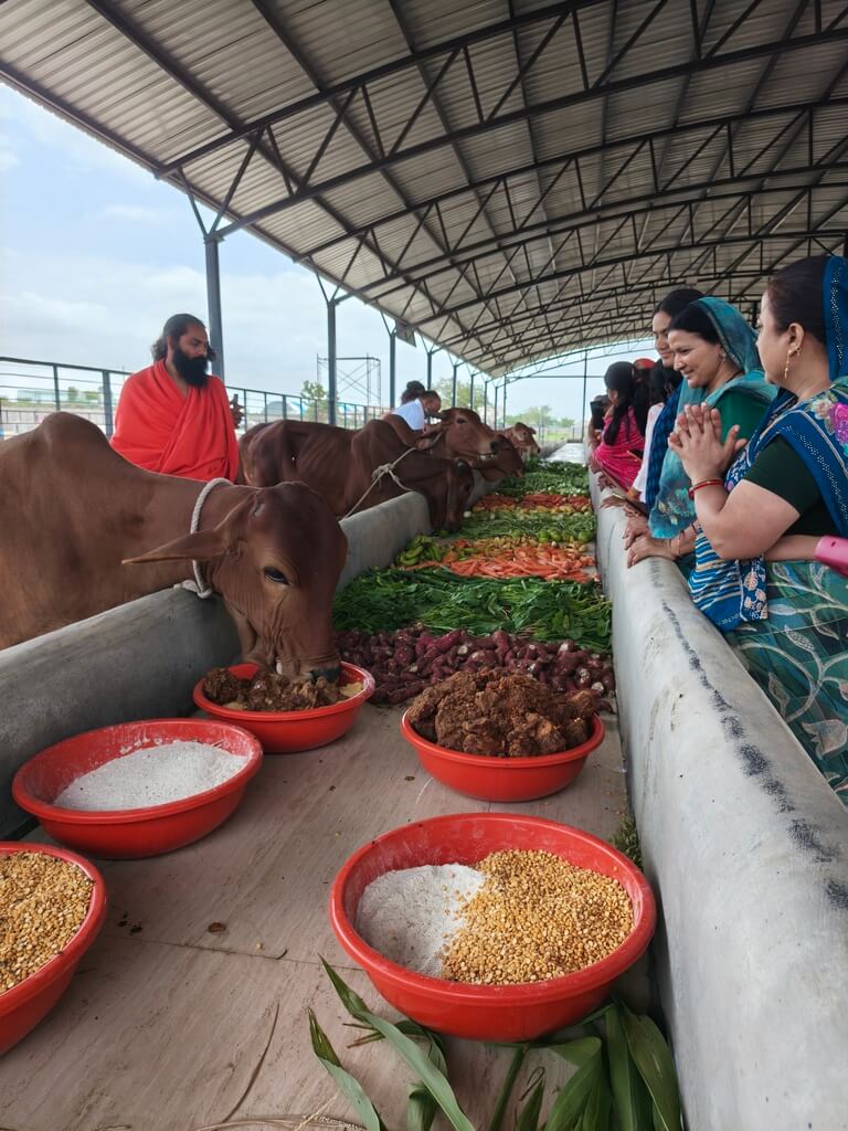 cow