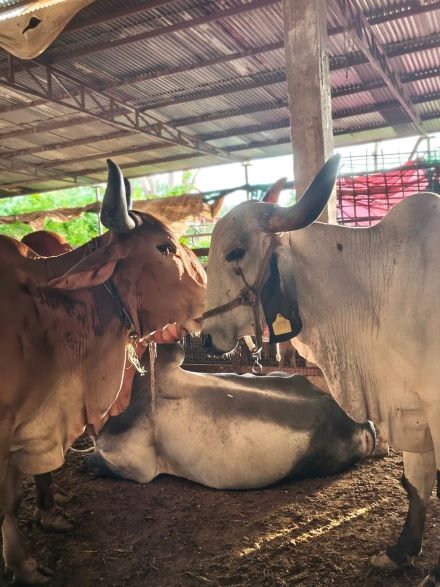 Rehabilitated Cows at Sanctuary